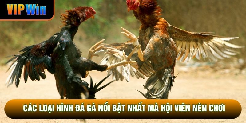 Các loại hình đá gà nổi bật nhất mà hội viên nên chơi Các loại hình đá gà nổi bật nhất mà hội viên nên chơi