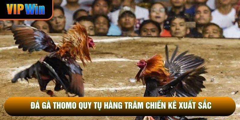 Đá gà Thomo quy tụ hàng trăm chiến kê xuất sắc Đá gà Thomo quy tụ hàng trăm chiến kê xuất sắc