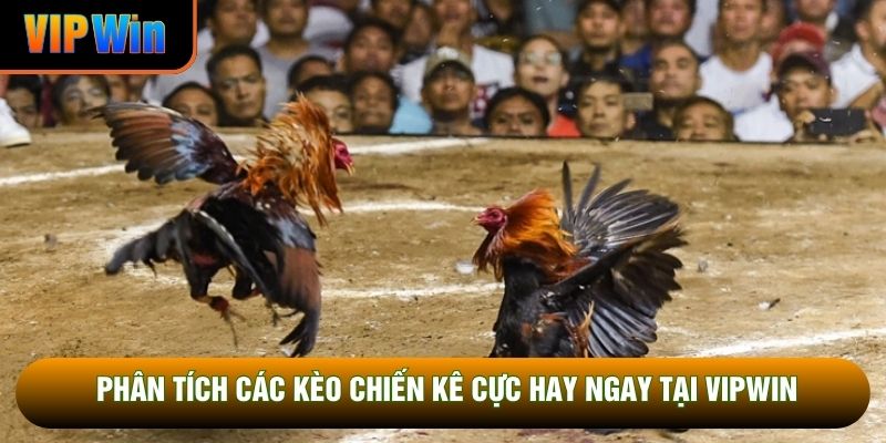 Phân tích các kèo chiến kê cực hay ngay tại VIPWIN Phân tích các kèo chiến kê cực hay ngay tại VIPWIN