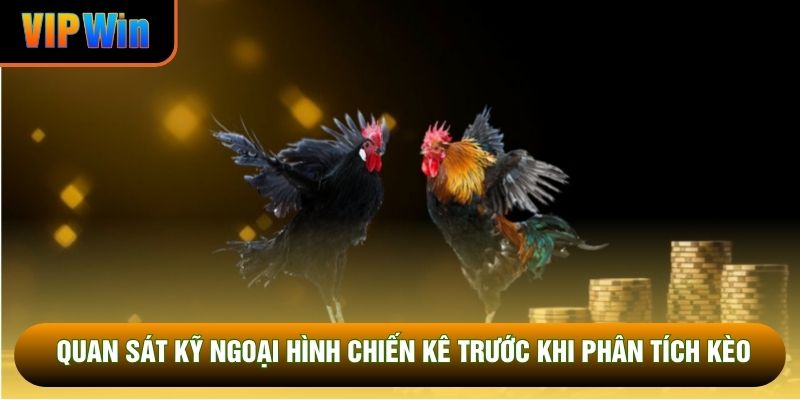 Quan sát kỹ ngoại hình chiến kê trước khi phân tích kèo Quan sát kỹ ngoại hình chiến kê trước khi phân tích kèo
