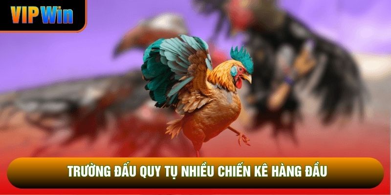 Trường đấu quy tụ nhiều chiến kê hàng đầu Trường đấu quy tụ nhiều chiến kê hàng đầu